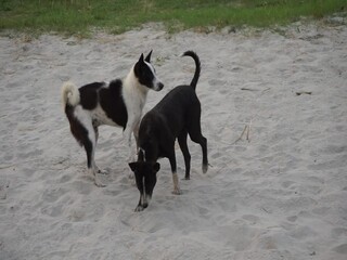 Two playful dogs jumping and playing together, Abandoned stray dogs playing at the roadside, Excited puppies jumping
