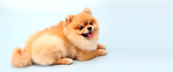 Pomeranian dog on blue background