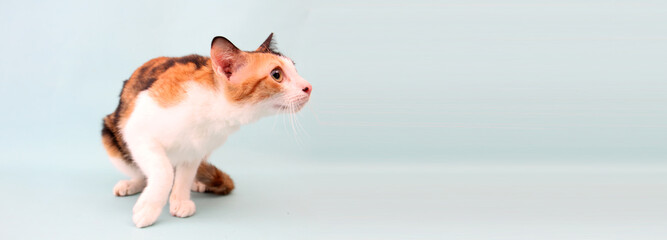 portrait of cat on blue background.