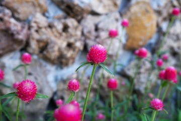 Soft focus of lots of circle pink flower called Globe Amaranth with a stone wall behind, flower background