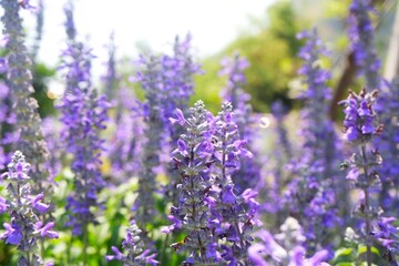 Obraz premium Soft focus of beautiful violet flower field named salvia farinacea, beautiful flower background
