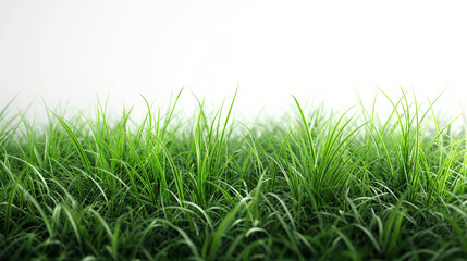 Fototapeta premium Thick short grass, white background, realistic photography, vibrant empty scene style, well lit, natural scenery, full of energy, on transparent background 