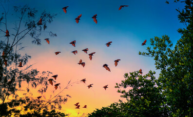 bat in the sky