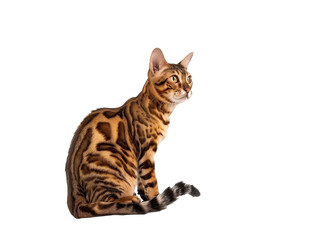 Full body shot of Bengal cat, sitting,  looking around curiously.