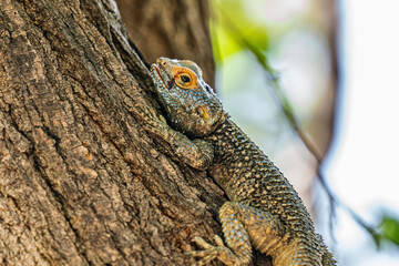 beautiful photo of lizard on the tree