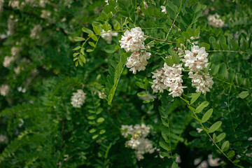 White flower locust blooming in the city peak spring urban scene decorative tree