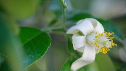 Pomelo flowers is blooming in organic garden.