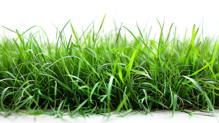 grass isolated on white background, bundle of green grass in field