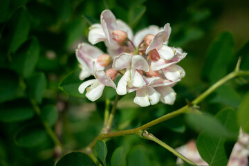 White flower locust blooming in the city peak spring urban scene decorative tree