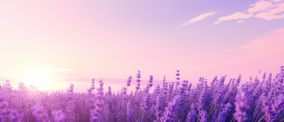 Beautiful Lavender Field at Sunset with Vibrant Purple Flowers and a Soft Pink Sky, blurred noise and grainy texture
