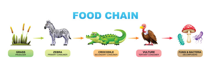 Food chain vector cartoon illustration showing grass, zebra, crocodile, vulture, fungi and bacteria