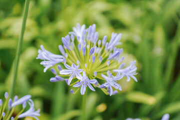 Blue agapanthus or African lily of nile flower is blooming in summer season for ornamental garden