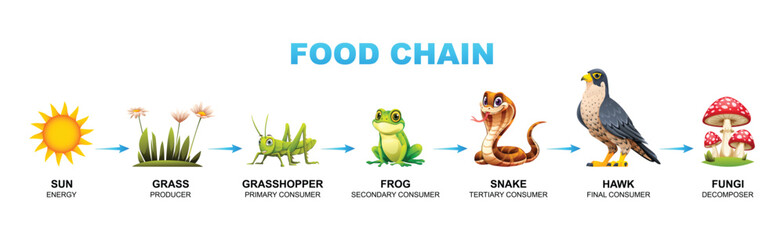 Food chain vector cartoon illustration showing sun, grass, grasshopper, frog, snake, hawk, and fungi