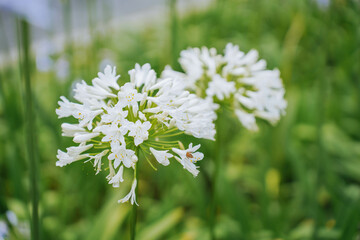 White agapanthus or African lily of nile flower is blooming in summer season for ornamental garden
