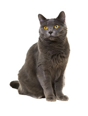Full body shot of Chartreux cat, sitting,  looking around curiously.