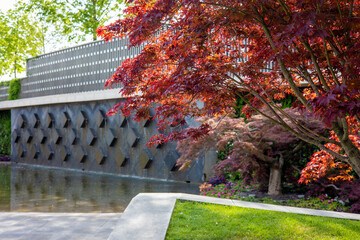 Side view of a beautiful tree with red carved maple leaves on the background of a modern city park....