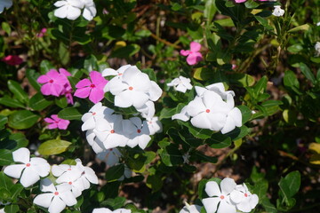 Beautiful blooming white flower with some pink one (as known as Vinca) growing in the garden, pretty flower background