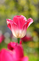 fuchsia and white tulip flowers and a blurred background to detach the subject and make it clearer and more visible