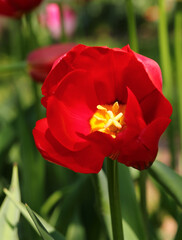 Fototapeta premium red tulip with velvety petals, showcasing a radiant yellow cente