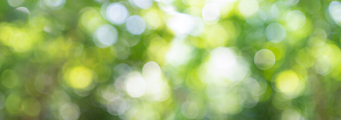 Obraz premium blurred of nature light, green background