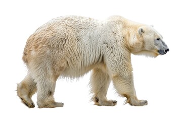 Fototapeta premium Bear Polar. Isolated Polar Bear in Natural White Arctic Habitat