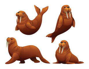 Set of walrus in various poses. Vector cartoon illustration