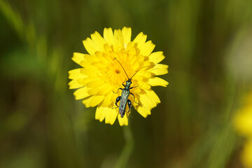Male Oedemera nobilis, false oil beetle, thick-legged flower beetle, swollen-thighed beetle, family Oedemeridae. Flower of catsear, flatweed, Hypochaeris radicata. Summer, June, France