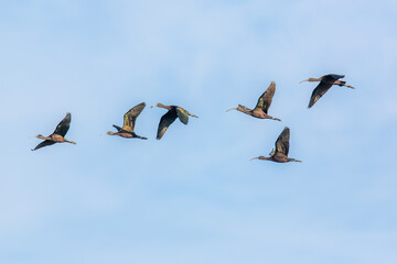 Flock Of Glossy Ibis Flying In Isla Mayor, Doñana, Sevilla, Spain