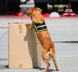 police dog during training to search for explosive material or drugs hidden in the box