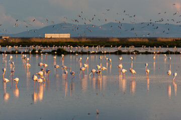 Flock of Flamingos Wading at Sunset in Doñana, España
