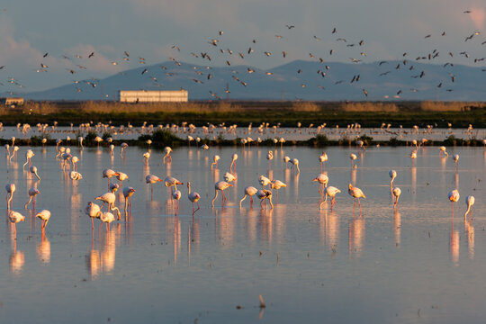 Flock of Flamingos Wading at Sunset in Do&ntilde;ana, Espa&ntilde;a