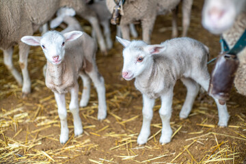 Obraz premium Cute Lambs in a Barn in Villaviciosa de Córdoba, Andalucía