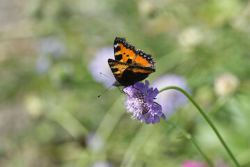 Small Tortoiseshell Butterfly (Aglais urticae) sitting on a small scabious in Zurich, Switzerland
