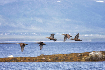 Eiders flying over the water, close-up