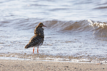 Male Ruff (bird) in breeding plumage stands on the shore of the lake