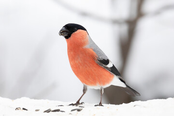 Male bullfinch sits on a snow, close up