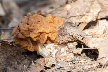 Morchella mushroom growing among fallen leaves
