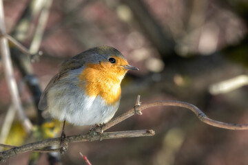 Robin bird sits on a tree branch close up