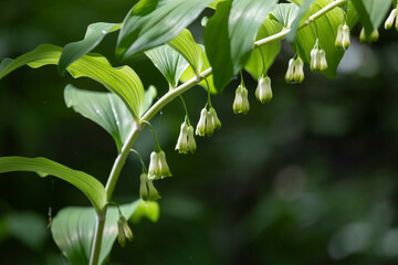 Blooming Polygonatum on a dark background