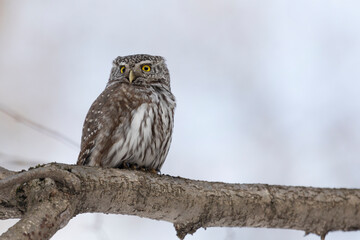 Eurasian pygmy owl sitting on a tree branch in winter day close up
