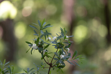 Flowering Daphne mezereum bush on green background