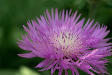 Blessed milk thistle flowers in field, close up. Silybum marianum herbal remedy, Saint Mary's Thistle Cardus marianus bloom