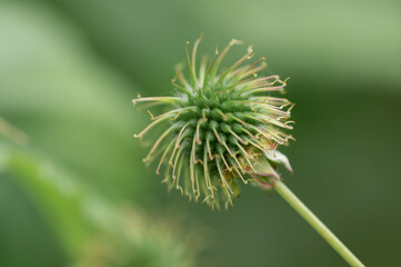 Close up footage of perennial wildflower, Geum urbanum