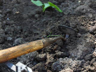 Digging the ground for the garden