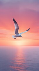 Seagull with sunset.