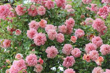 Relaxing and romantic cottage garden scene showing masses of beautiful english pink climbing roses in summer sunshine.