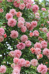 Relaxing and romantic cottage garden scene showing masses of beautiful english pink climbing roses in summer sunshine.