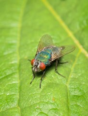colorful housefly on a leaf in detail