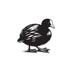 Coot Bird Silhouette - Coot Black Illustration - Coot Bird Vector.