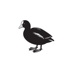 Coot Bird Silhouette - Coot Black Illustration - Coot Bird Vector.